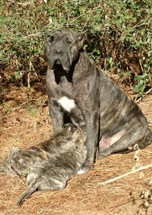 brindled female presa nursing