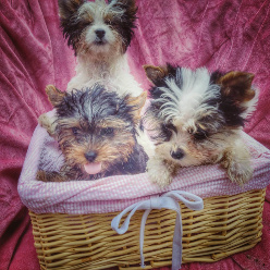 parti yorkies Houston