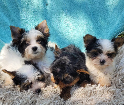 Parti yorkie puppies houston